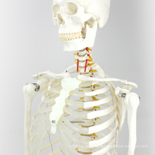 SKELETON01 (12361) Medical Science Life-size 170cm Skeleton Medical Anatomical Models